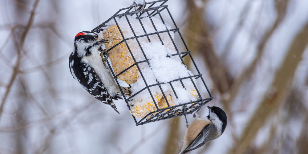 Millcreek Gardens-Salt Lake City Utah-Guide to Winter Bird Feeding-suet feeder