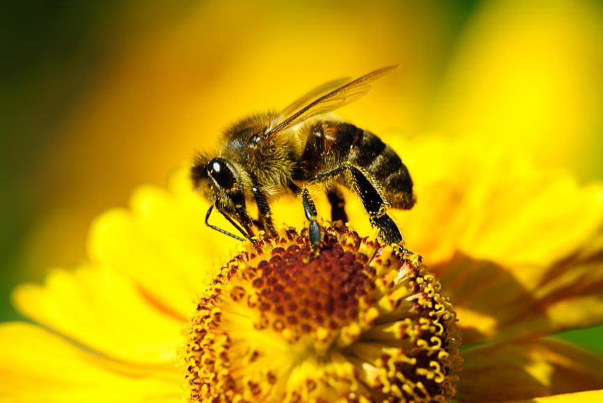 Bee-Friendly Gardening in Utah - Millcreek Gardens