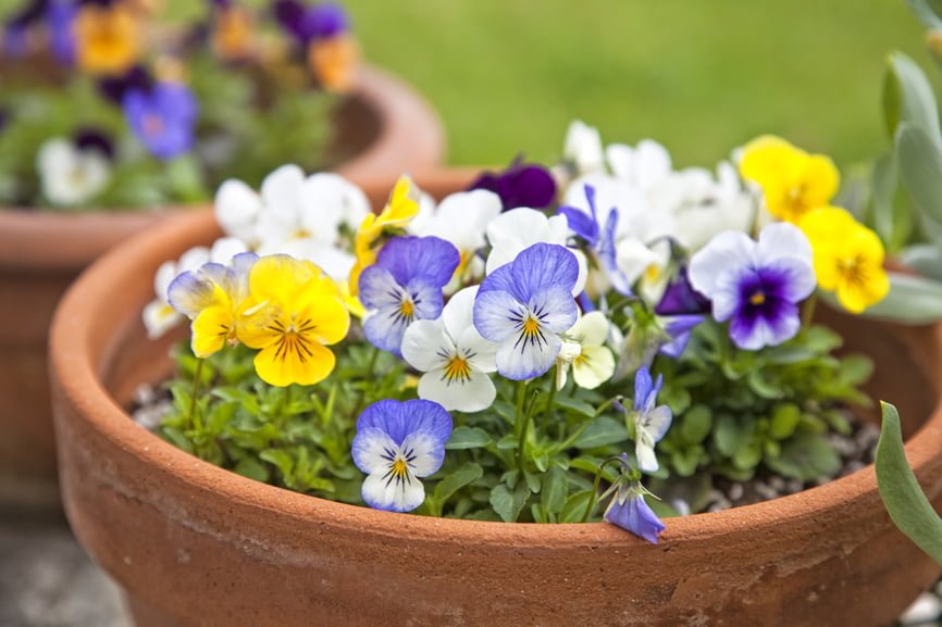 Container Gardening: Selecting the Perfect Pot - Utah Style and Design