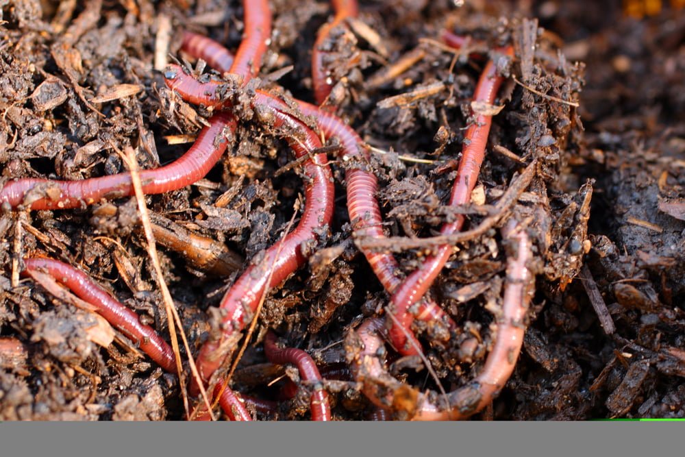 Worms Wriggle Their Way Into Gardeners' Good Graces, 55% OFF