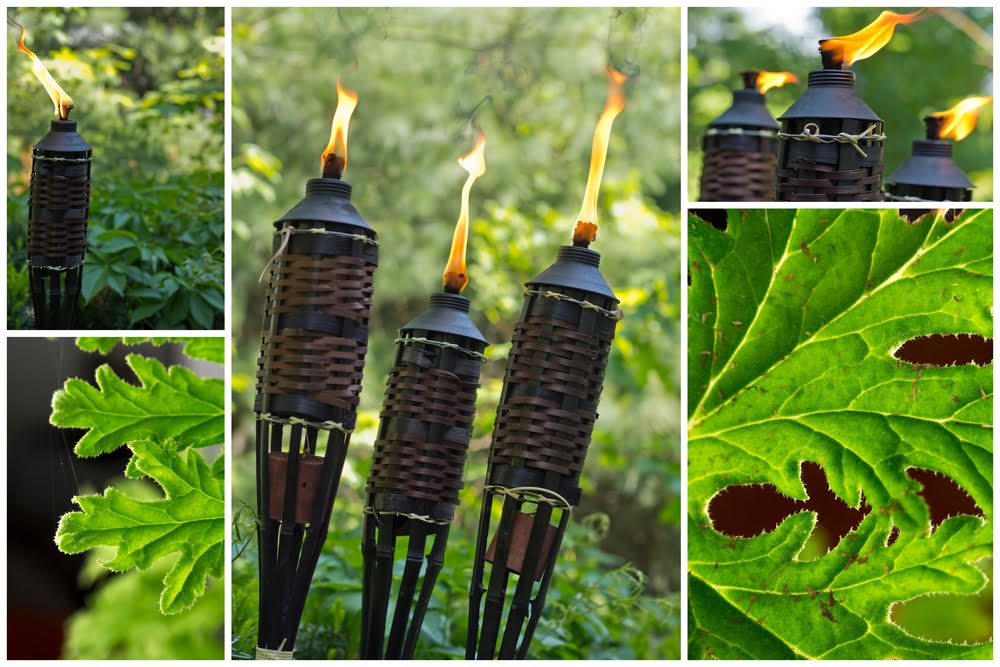 Bug Repellent Outdoor Plants