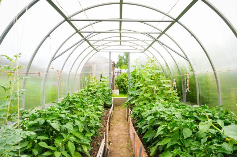 a high tunnel greenhouse with crops inside