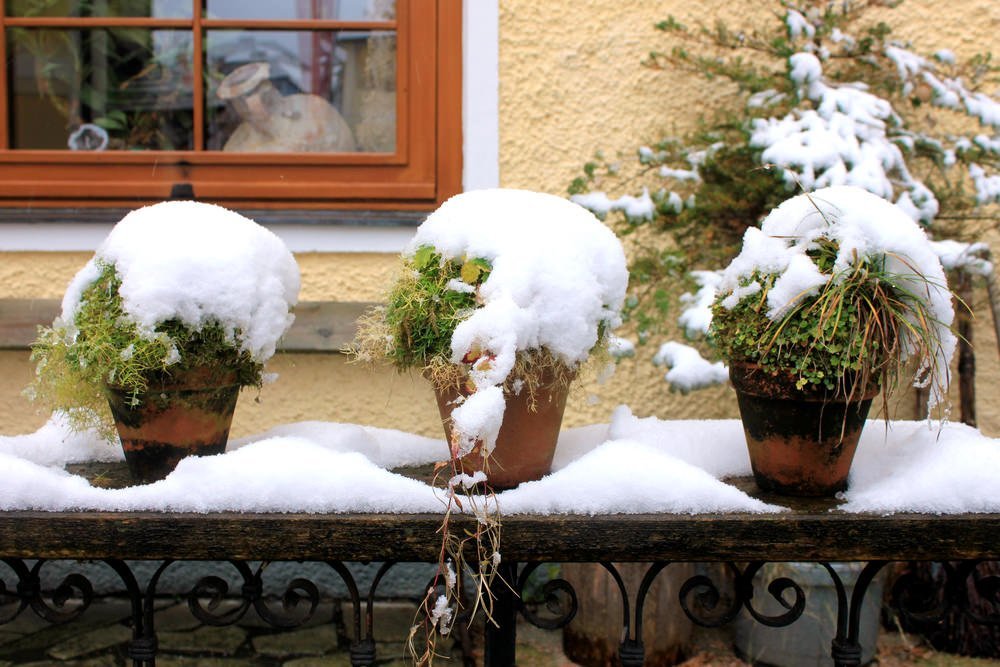Keep Your Outdoor Plants Healthy this Winter