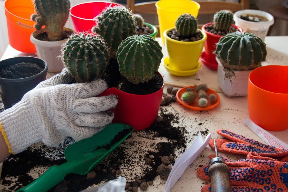 cactus planting Utah
