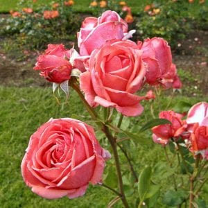 grandiflora-rose