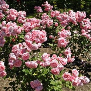 floribunda-rose