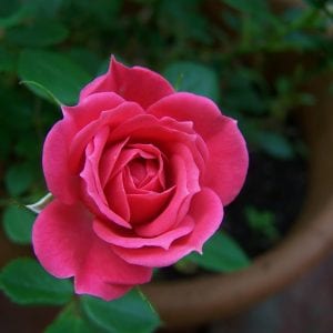miniature-rose-square