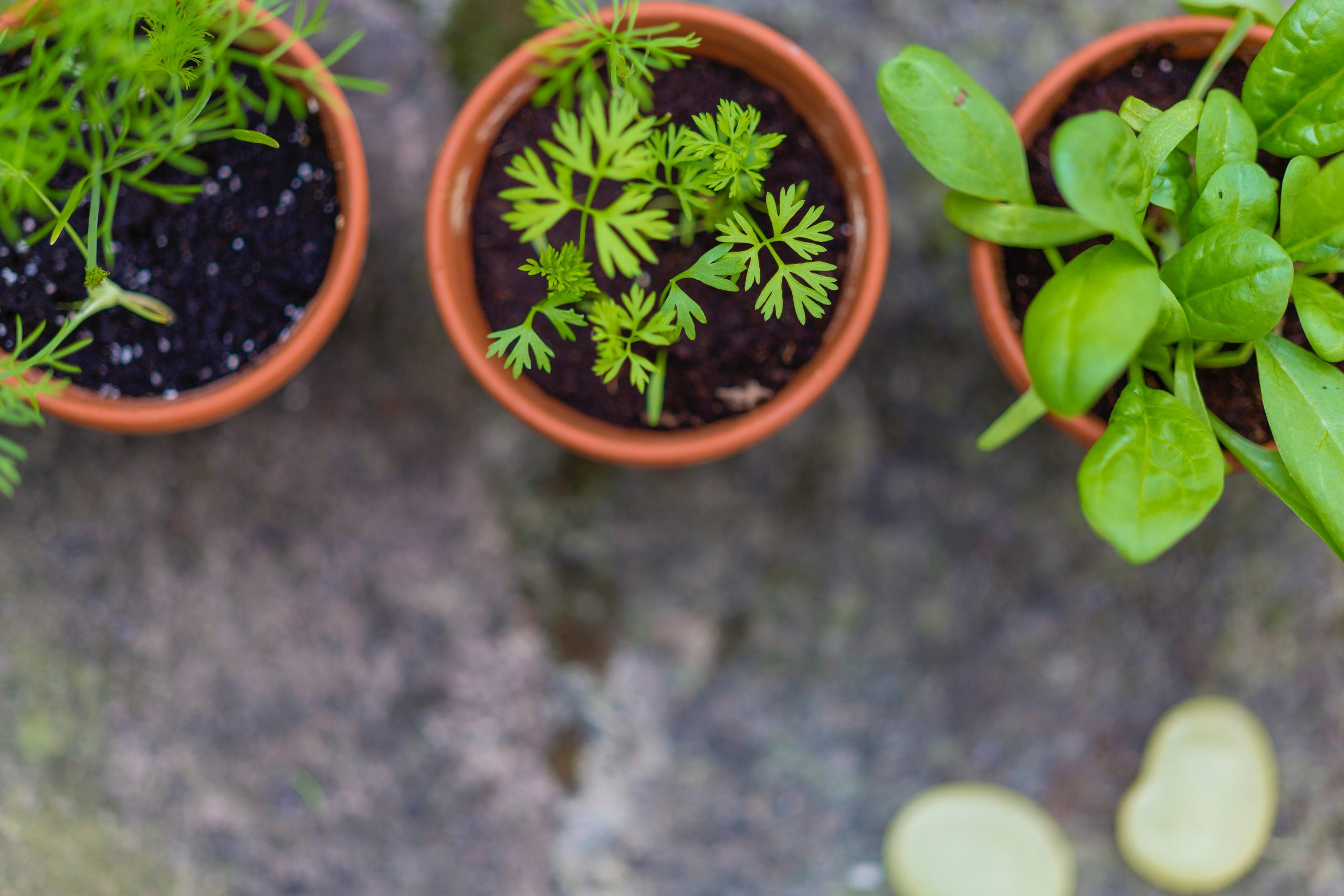 Dry and Store Garden Herbs