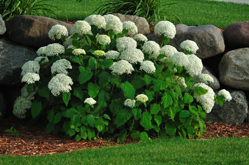 Hydrangea Shrubs: Tips for Planting & Care