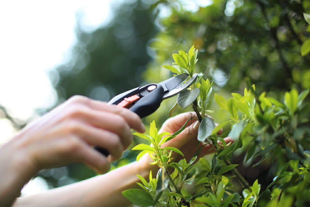 Cutting Leaves - Plant Nursery pruning tools
