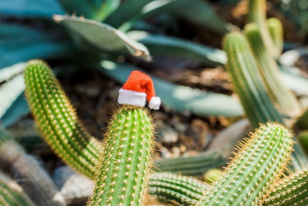 care for christmas cactus