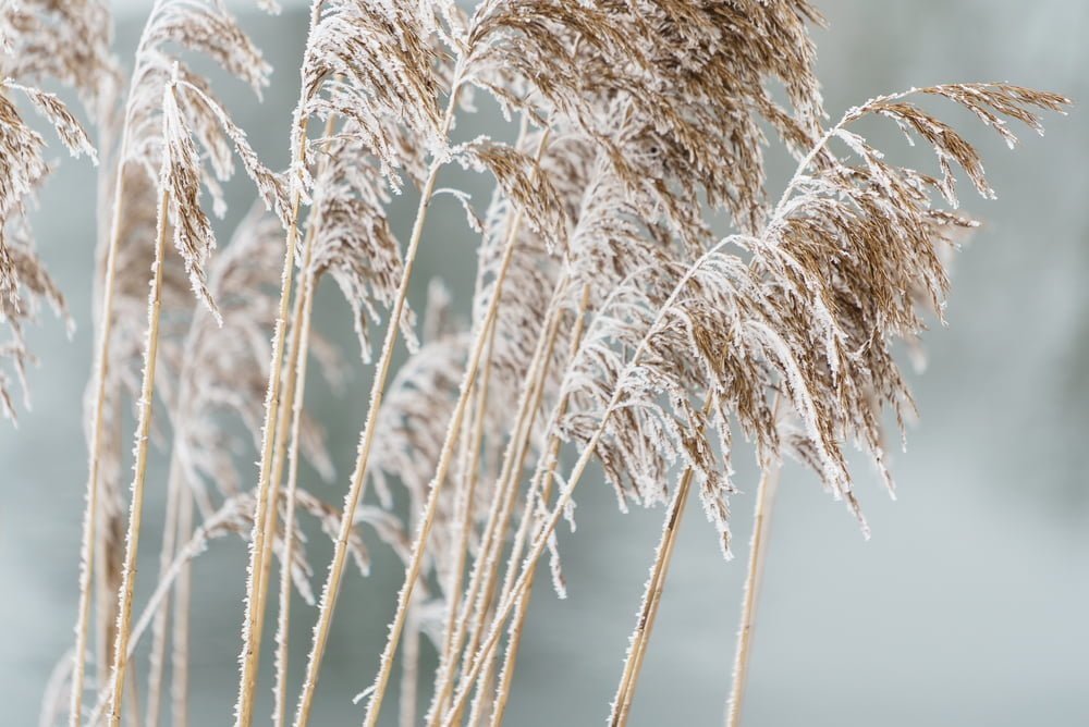 Winter plants closeup