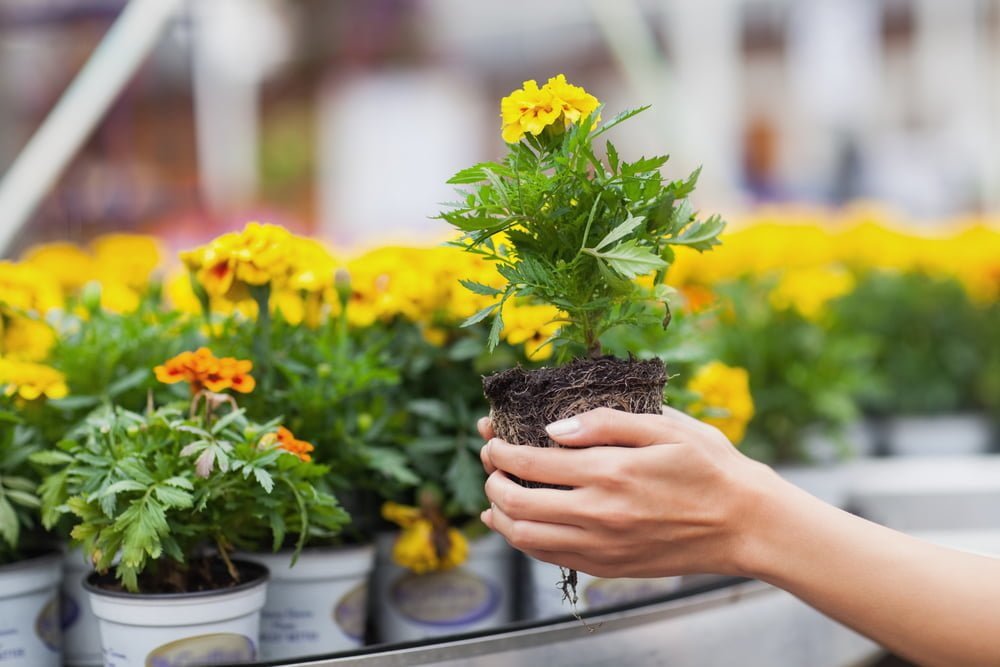 Benefits of shopping at your local garden center