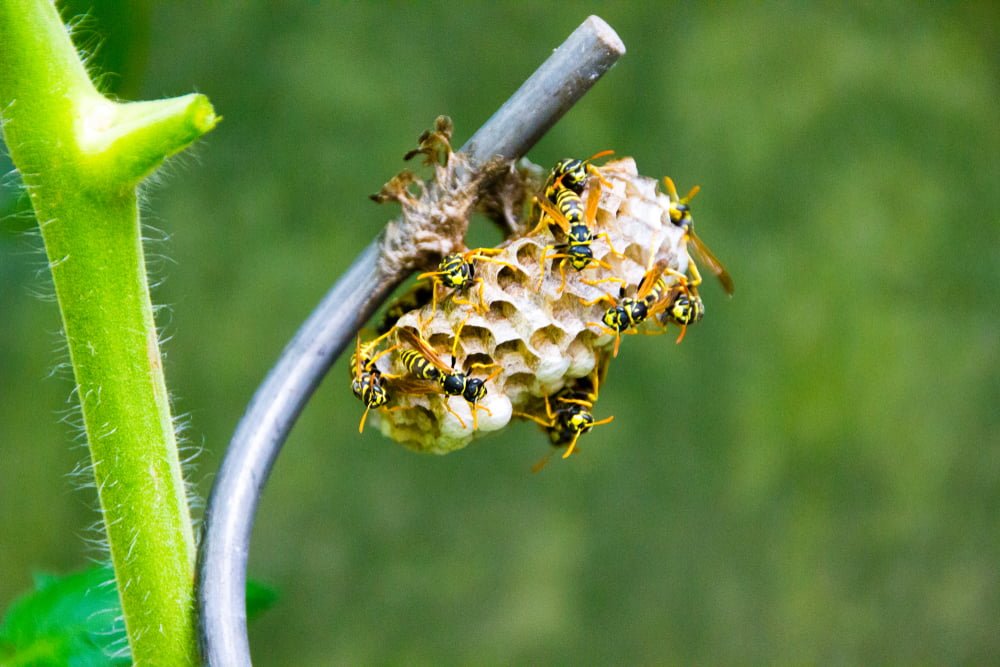 spring garden wasp prevention