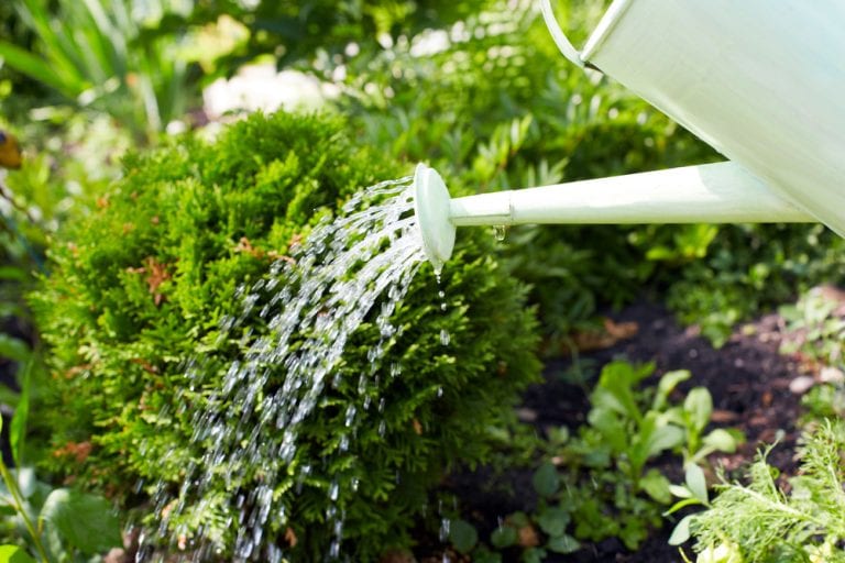 How Much to Water Your Outdoor Plants in SLC Millcreek Gardens