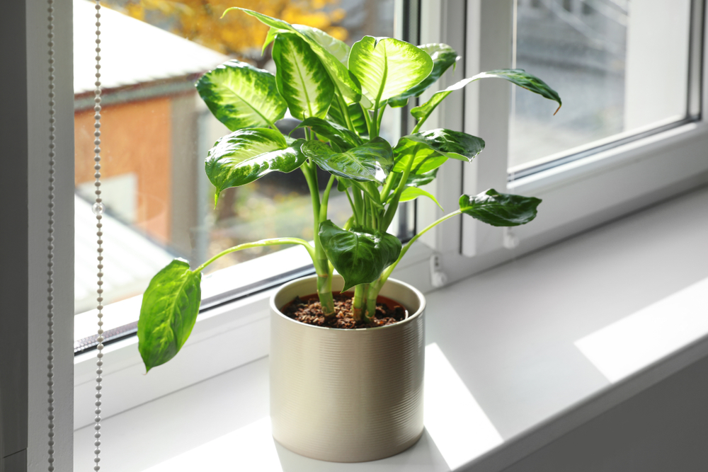 low-light indoor plants
