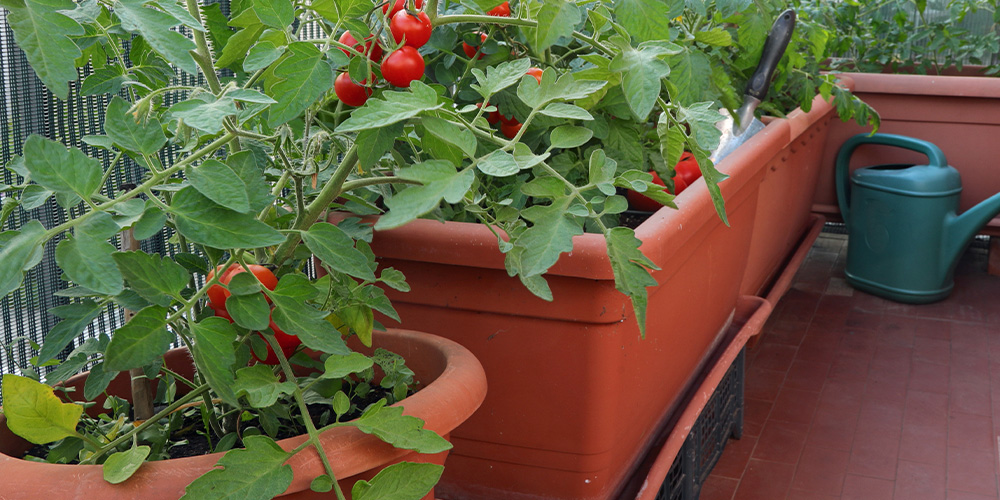 Millcreek Gardens-Salt Lake City - Utah - Best Vegetables for Container Gardening-container grown tomatoes