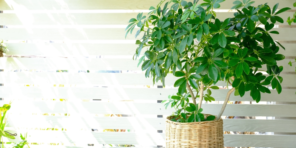 Millcreek Gardens-Salt Lake City-Utah-Bring Your Indoor Plants Outside for a Summer Vacation-umbrella tree plant