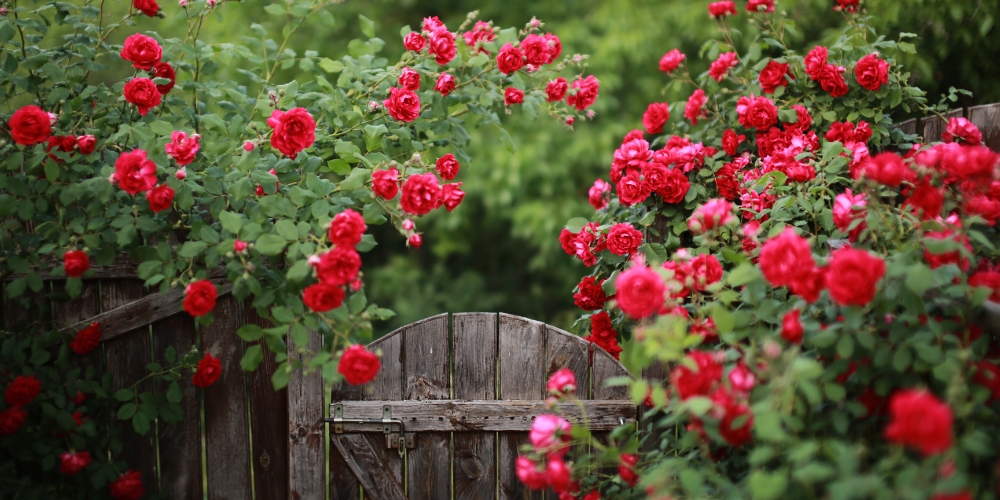 Millcreek Gardens-Salt Lake City-Utah-How to Grow Roses-red rose bush