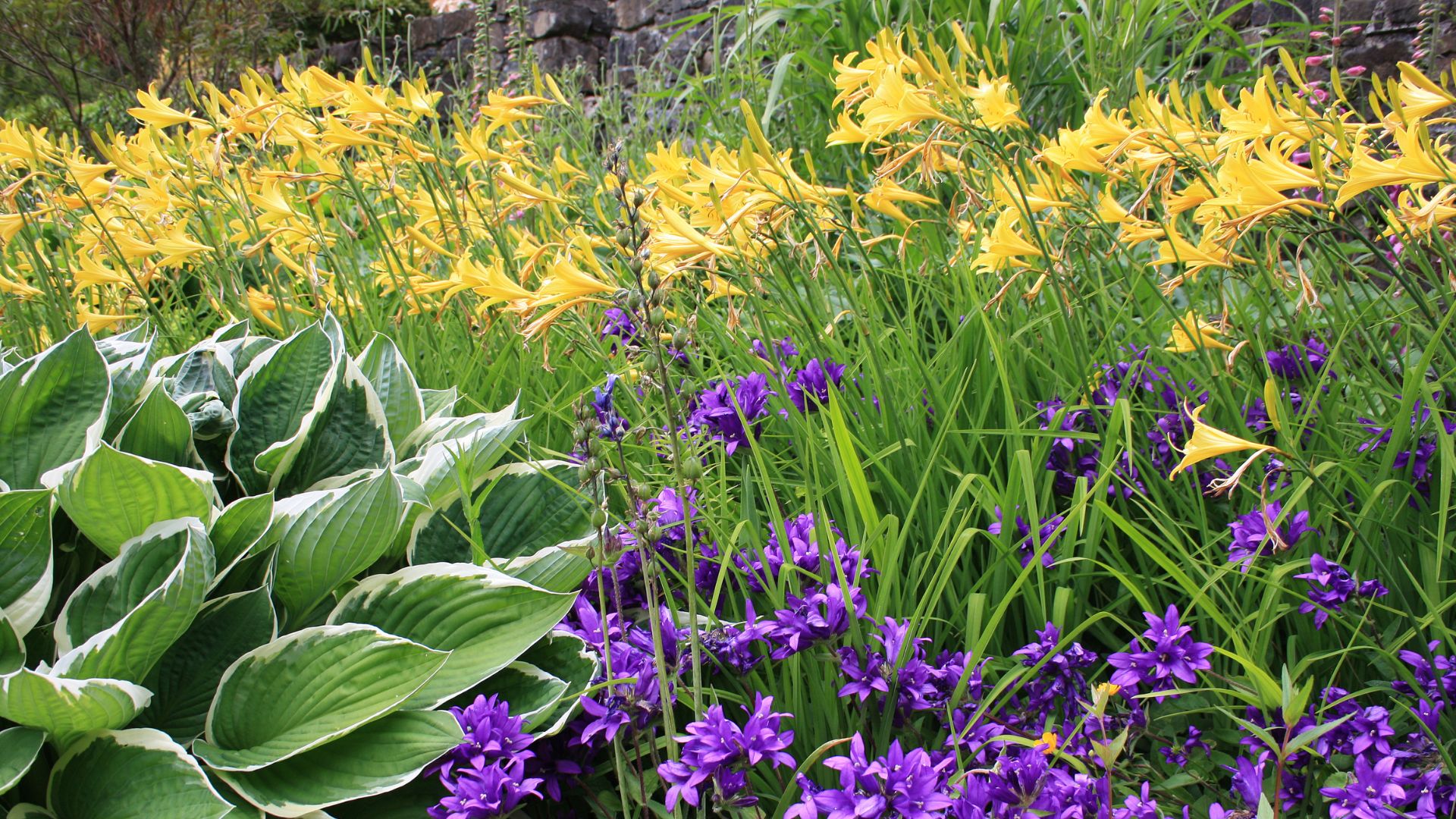 Millcreek Gardens-Salt Lake City-Utah-Perennial Garden Design-hosta and daylily