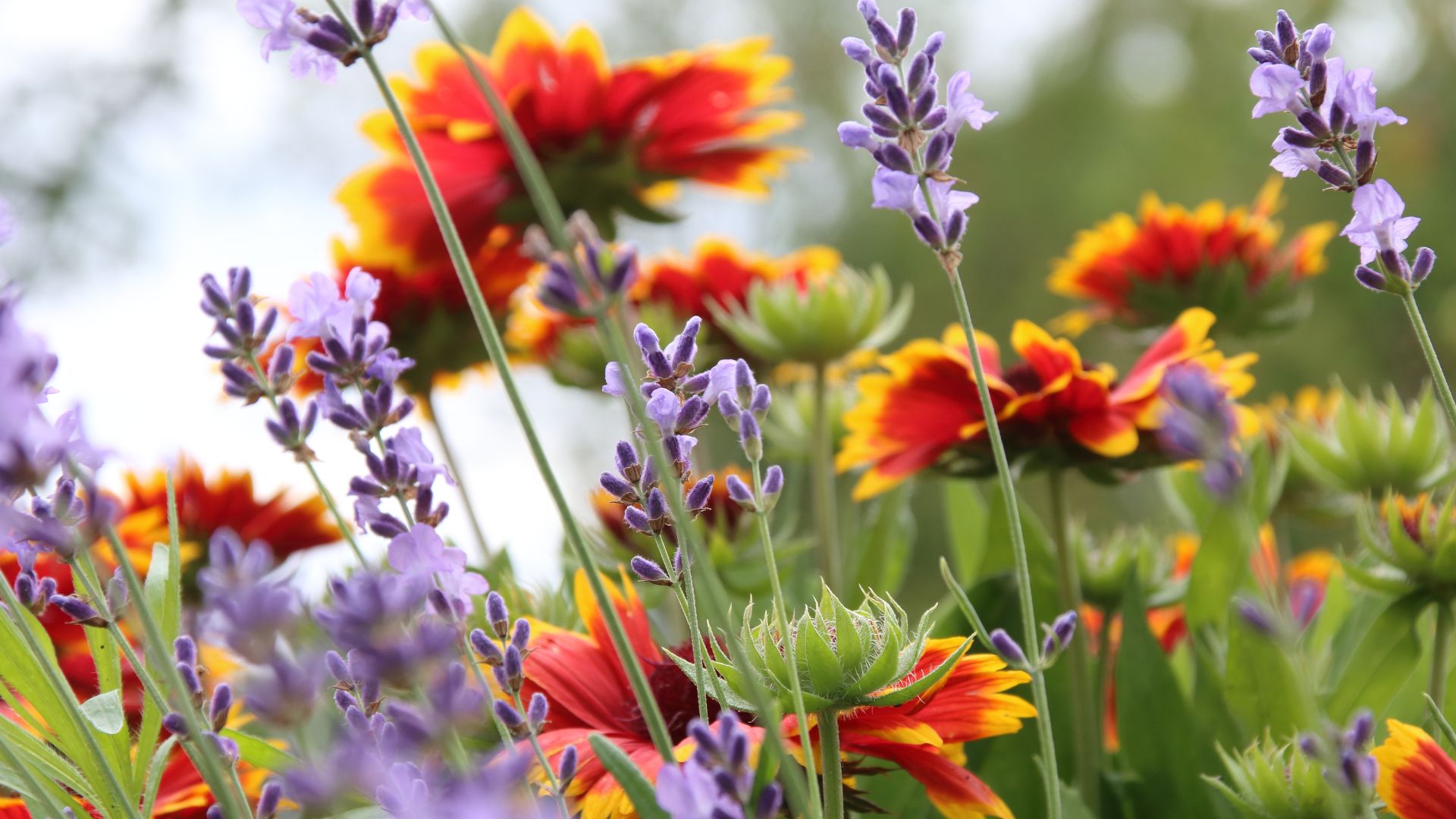 Millcreek Gardens-Salt Lake City-Utah-Perennial Garden Design-purple and orange flowers