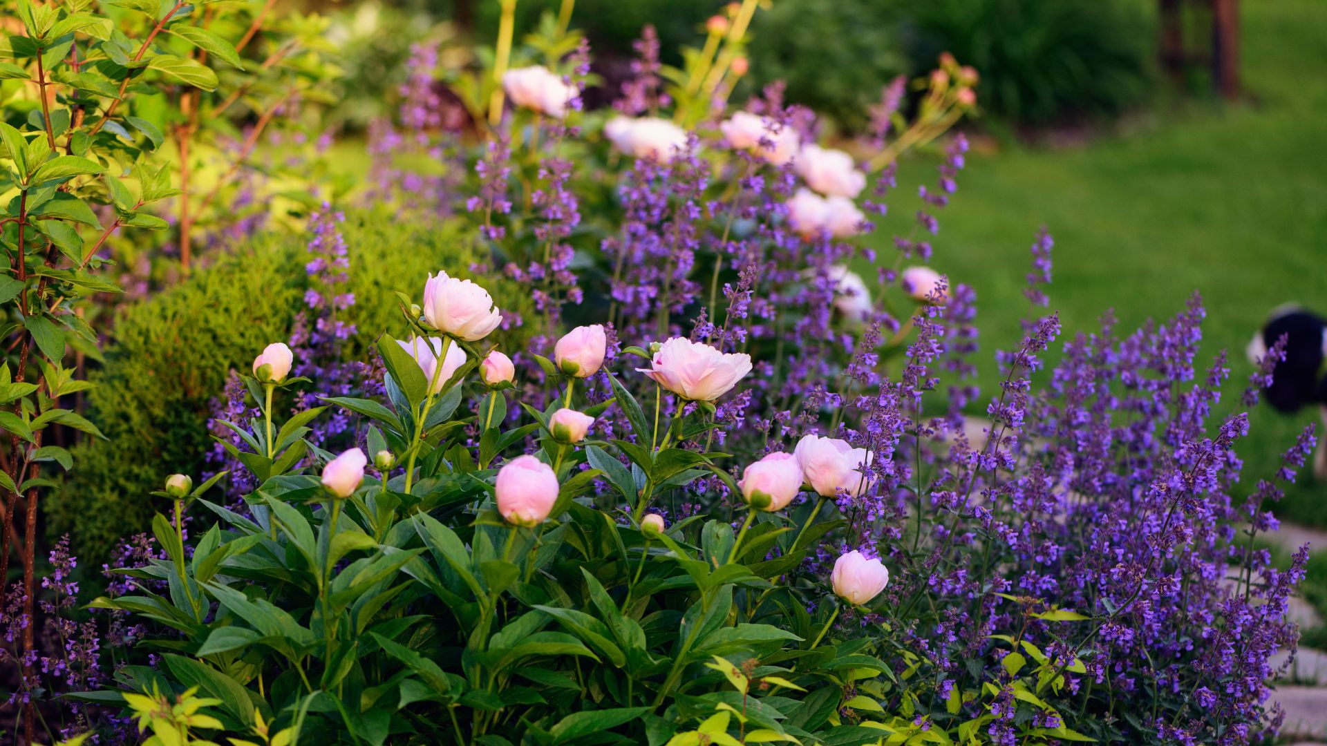 Millcreek Gardens-Salt Lake City-Utah-Perennial Garden Design-roses and lavender