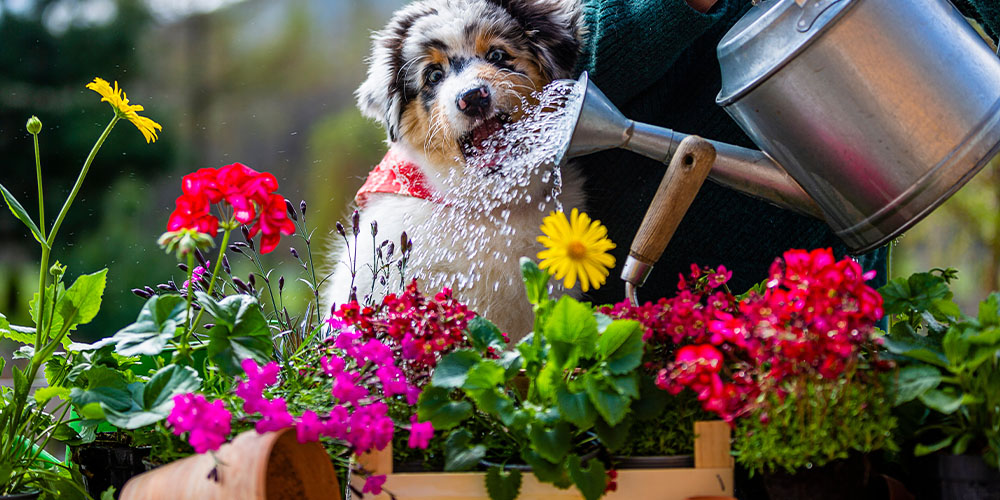 Millcreek Gardens-Salt Lake City-Utah-Watering Tips and Techniques for Utah-dog drinking water