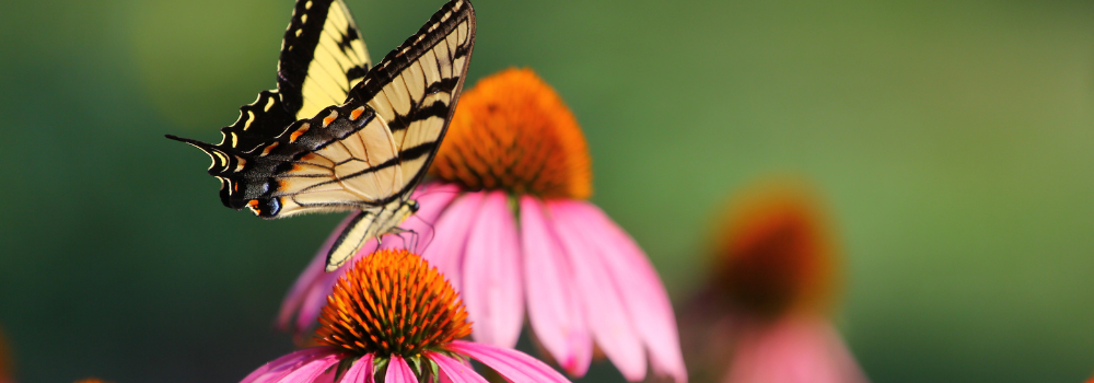 Millcreek Gardens-Salt Lake-City-Utah-Butterfly Gardens-butterfly on echinacea flower