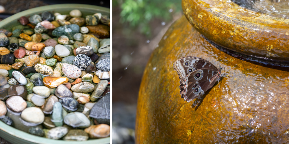 Millcreek Gardens-Salt Lake-City-Utah-Butterfly Gardens-butterfly water sources