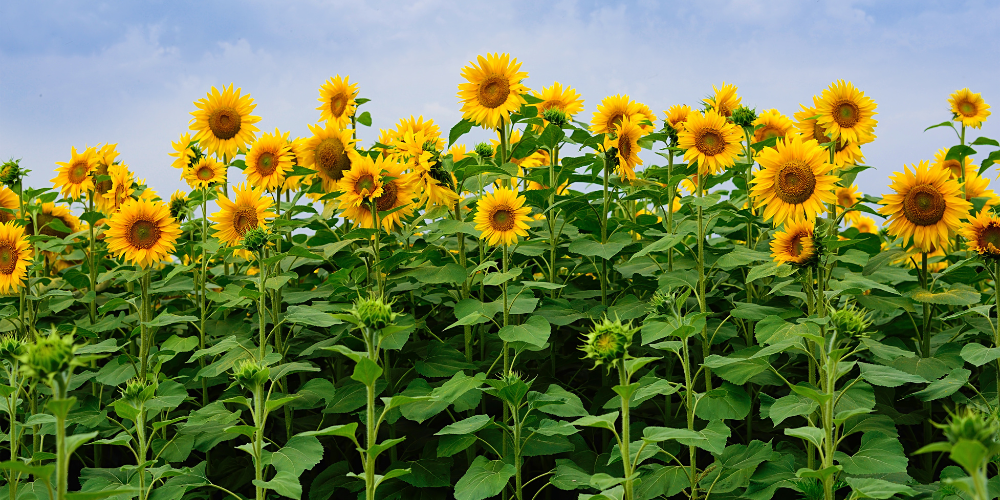 Millcreek Gardens-Salt Lake City-Utah-Growing Sunflowers and Care