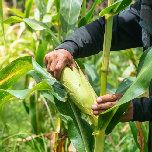 Millcreek Gardens-Salt Lake City-Utah-Harvesters Guide to Picking Veggies-harvesting corn
