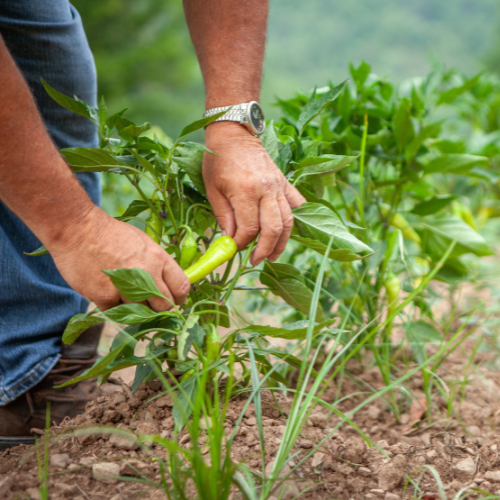 Millcreek Gardens-Salt Lake City-Utah-Harvesters Guide to Picking Veggies-harvesting peppers