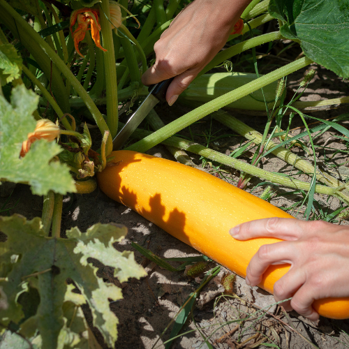 Millcreek Gardens-Salt Lake City-Utah-Harvesters Guide to Picking Veggies-harvesting zucchini
