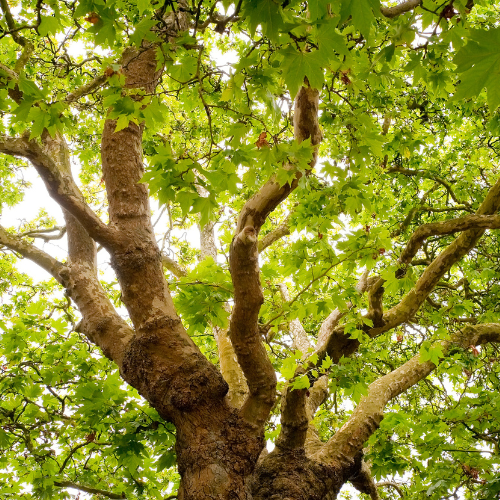 Millcreek Gardens-Salt Lake City-Utah-The Best Shade Trees-english oak tree