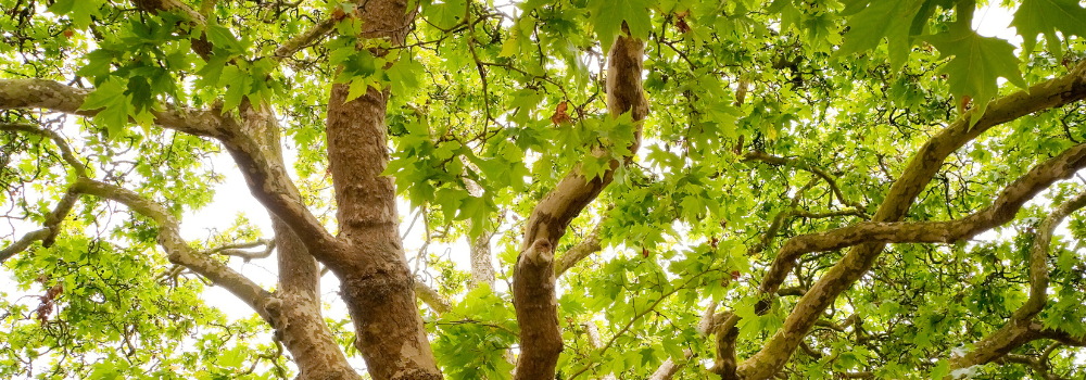 Millcreek Gardens-Salt Lake City-Utah-The Best Shade Trees-oak tree foliage