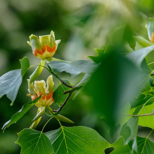 Millcreek Gardens-Salt Lake City-Utah-The Best Shade Trees-the tulip tree