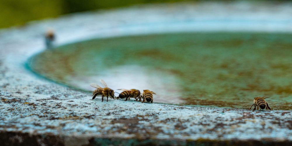 Millcreek Gardens-Salt Lake City-Utah-Welcoming Pollinators to Your Garden-bees drinking water