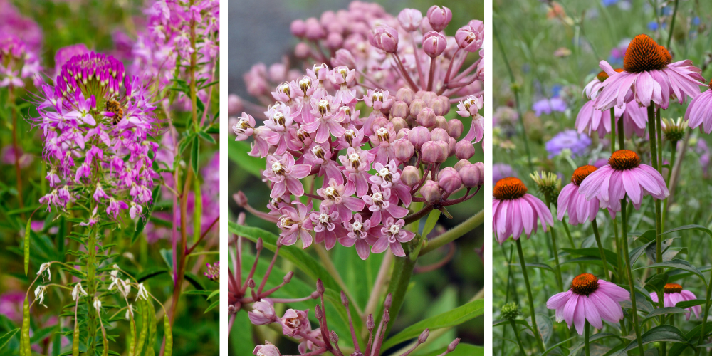 Millcreek Gardens-Salt Lake City-Utah-Welcoming Pollinators to Your Garden-native flowers