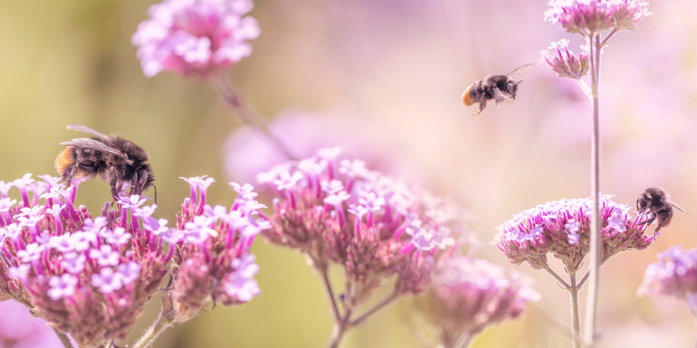 Millcreek Gardens-Salt Lake City-Utah-Welcoming Pollinators to Your Garden