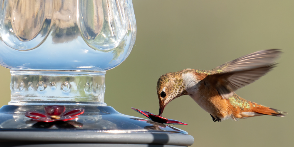 Millcreek Gardens-Salt Lake City-Utah-Bird-Friendly Landscape-hummingbird feeder