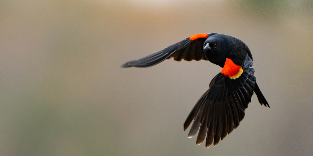 Millcreek Gardens-Salt Lake City-Utah-Bird-Friendly Landscape-red winged black bird flying