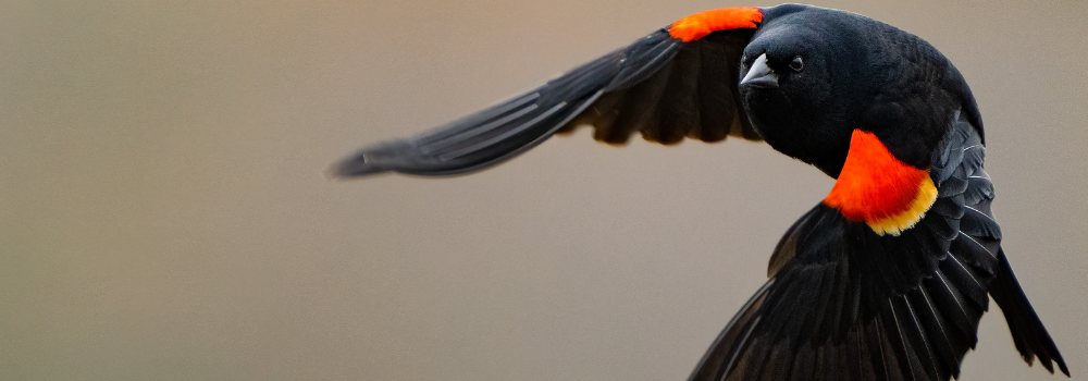 Millcreek Gardens-Salt Lake City-Utah-Bird-Friendly Landscape-red winged black bird