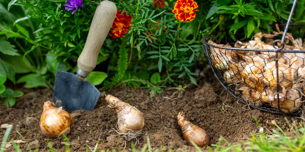 Millcreek Gardens-Salt Lake City-Utah-Fall is for planting-spring blooming bulbs Millcreek Gardens-Salt Lake City-Utah-Fall is for planting-spring blooming bulbs