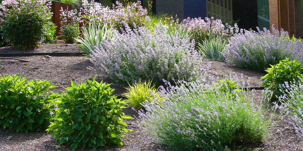 Millcreek Gardens-Salt Lake City-Utah-Xeriscaping in the Garden-lavender shrubs