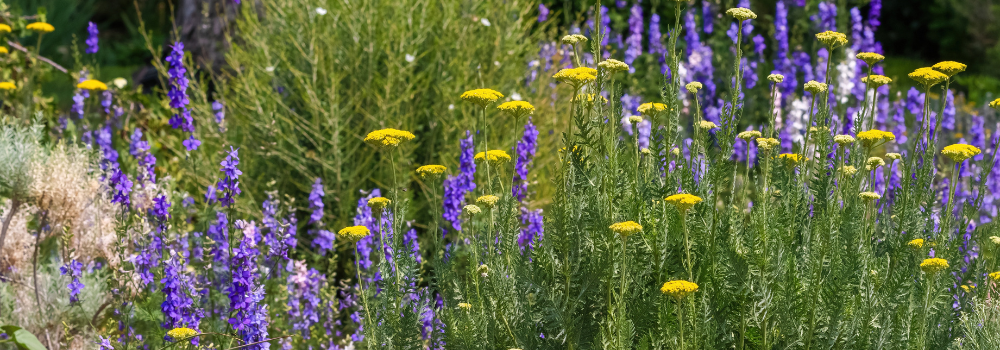 Millcreek Gardens-Salt Lake City-Utah-Xeriscaping in the Garden-yellow yarrow flowers