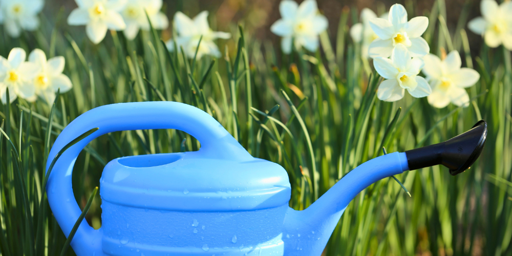Millcreek Gardens-Salt Lake City-Utah-Planting Spring Flowering Bulbs in Fall-watering can