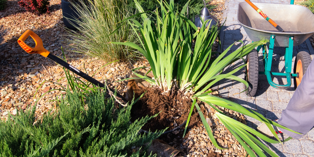 Millcreek Gardens-Salt Lake City-Utah-Dividing perennials guide-digging up iris