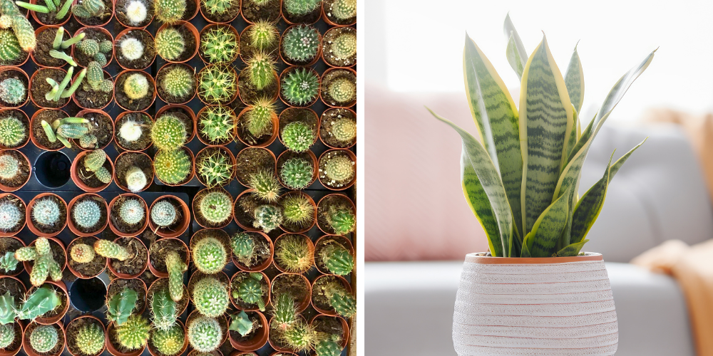 Millcreek Gardens-Salt Lake City-Utah-Holiday Gift Guide 2023-houseplants