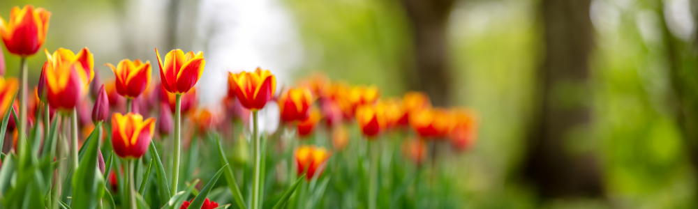 Millcreek Gardens-Salt Lake City-Utah-Planting Spring Flowering Bulbs in Fall-red and orange tulips