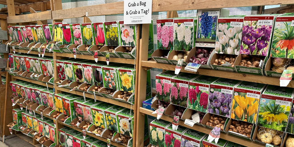 Millcreek Gardens-Salt Lake City-Utah-Planting Spring Flowering Bulbs in Fall-spring bulbs for sale